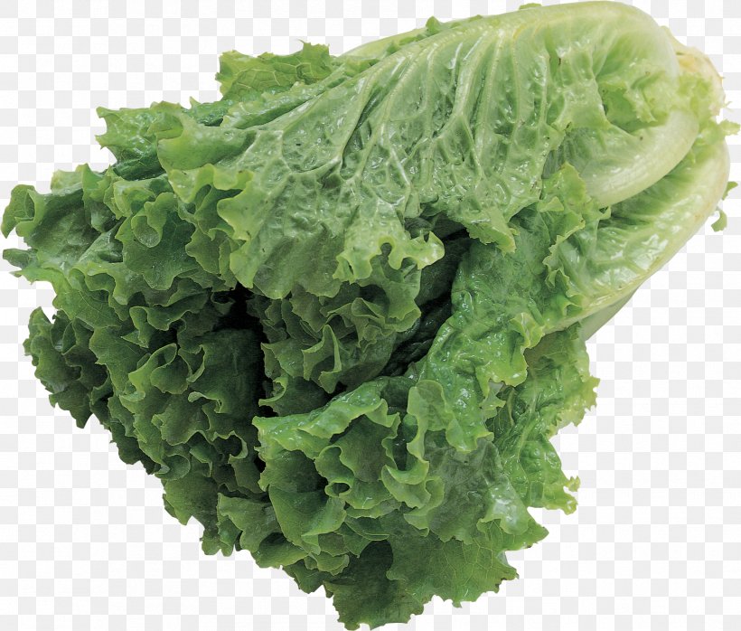 Lettuce Salad, PNG, 1809x1541px, Lettuce, Chinese Cabbage, Clipping Path, Collard Greens, Endive Download Free