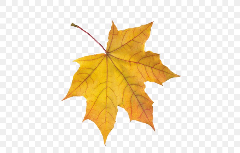 Maple Leaf Autumn Leaves Animaatio, PNG, 500x521px, Leaf, Animaatio, Autumn, Autumn Leaves, Baner Download Free