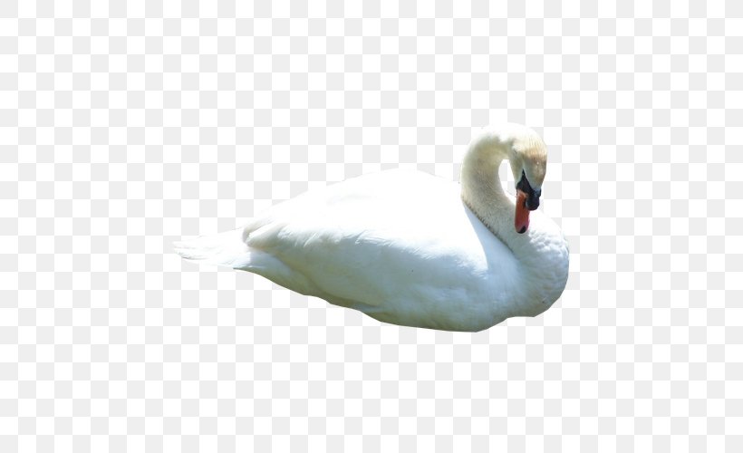 Duck Black Swan Animal Cygnini, PNG, 600x500px, Duck, Animal, Art, Beak, Bird Download Free