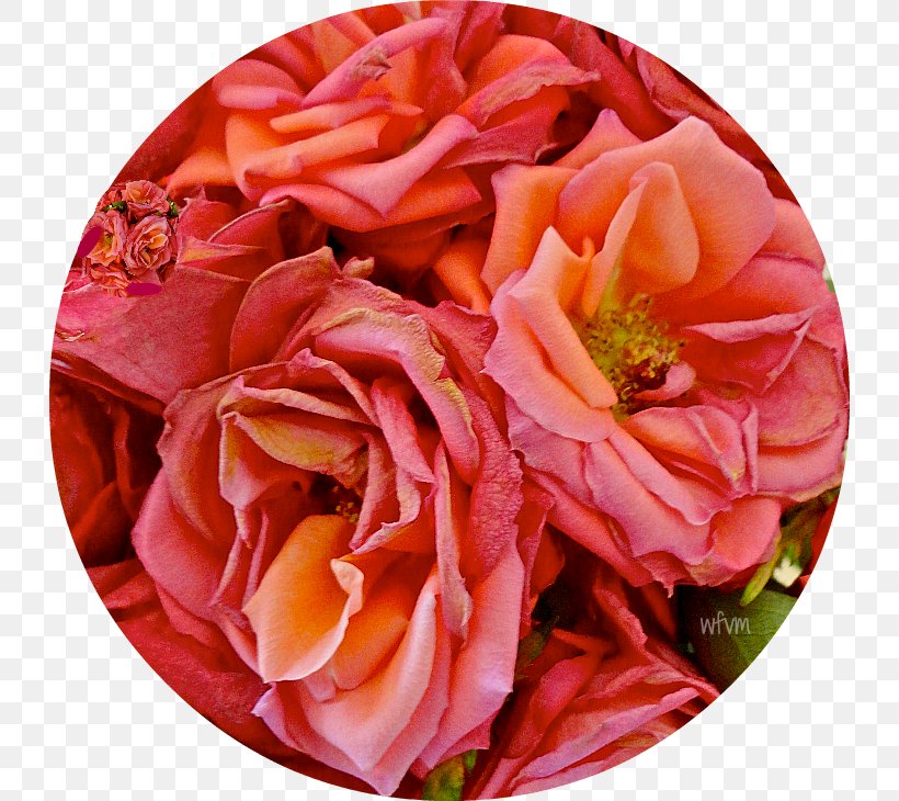 Garden Roses Floral Design Cut Flowers Flower Bouquet, PNG, 730x730px, Garden Roses, Cut Flowers, Floral Design, Floristry, Flower Download Free