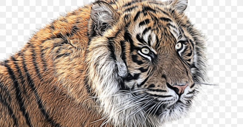 Cats Cartoon, PNG, 1200x630px, Tiger, Bengal Tiger, Dream, Fur, Ibn Sirin Download Free