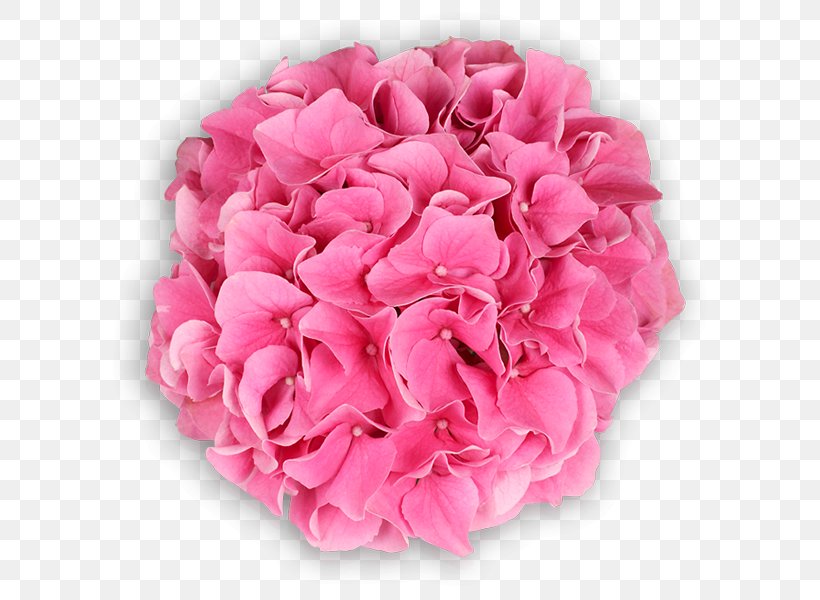 Garden Roses Cabbage Rose Hydrangea Cut Flowers, PNG, 600x600px, Garden Roses, Artificial Flower, Cabbage Rose, Cornales, Cut Flowers Download Free
