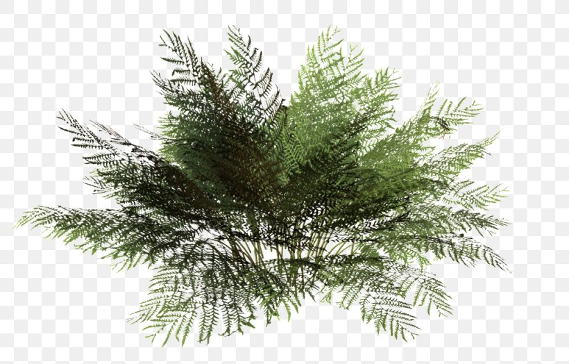 Drawing Architecture Shrub Image, PNG, 1024x655px, Drawing Architecture, American Larch, American Pitch Pine, Architectural Drawing, Architecture Download Free