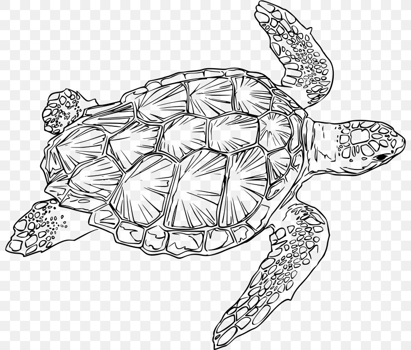 Loggerhead Sea Turtle Green Sea Turtle Clip Art, PNG, 800x698px, Turtle, Art, Artwork, Black And White, Body Jewelry Download Free