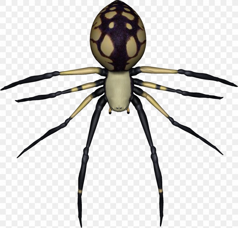 Spider Clip Art, PNG, 1835x1760px, Spider, Animation, Arachnid, Araneus, Arthropod Download Free