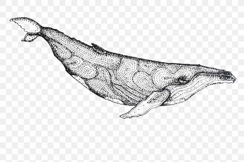 Dolphin Whale Porpoise Drawing, PNG, 2249x1500px, Dolphin, Animal, Black And White, Blue Whale, Cetacea Download Free