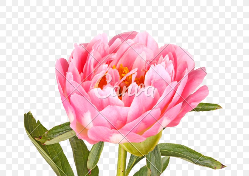 Peony Photography Paeonia Lactiflora Flower Leaf, PNG, 800x579px, Peony, Bud, Can Stock Photo, Cut Flowers, Doubleflowered Download Free