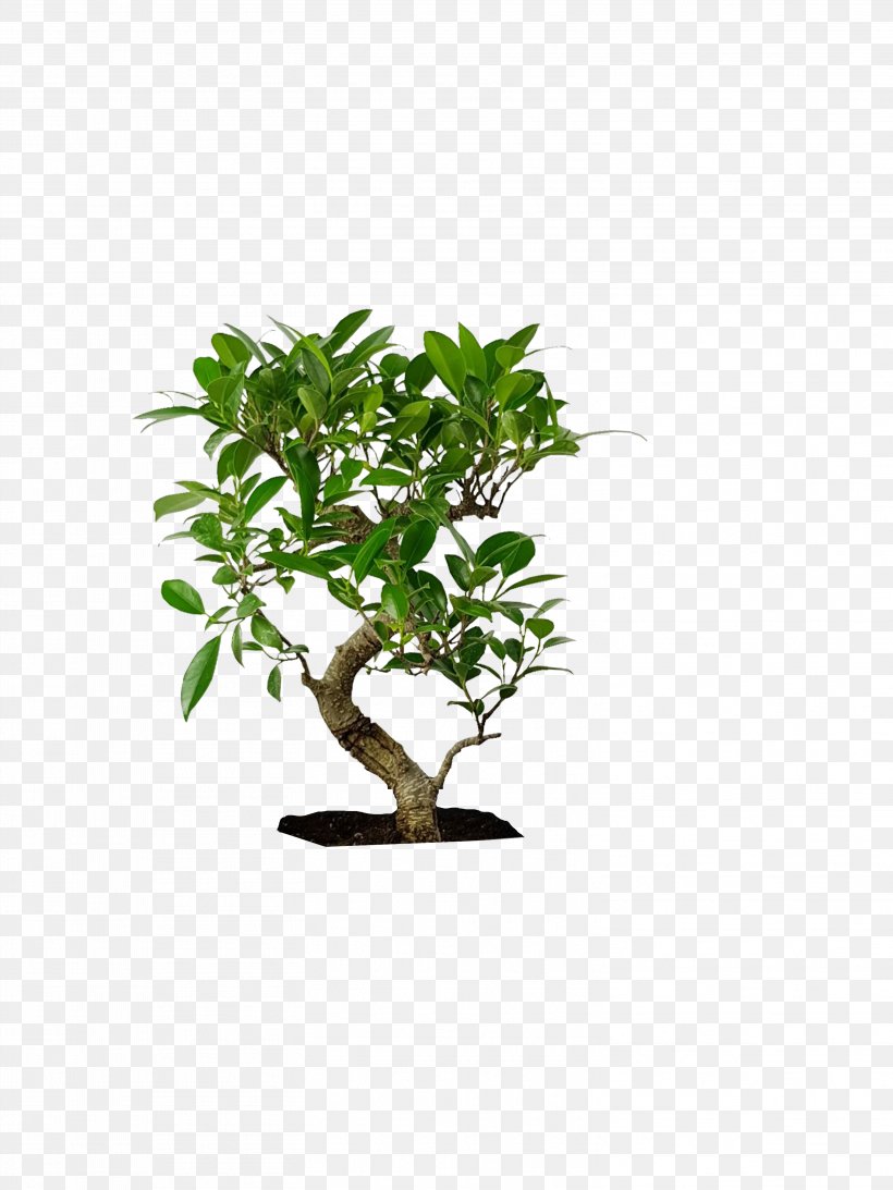 Cartoon Tree, PNG, 3024x4032px, Chinese Sweet Plum, Branch, Branching, Flower, Flowering Plant Download Free