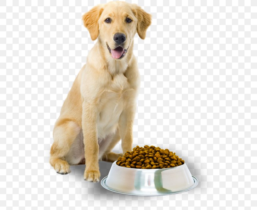 Dog Food Cat Pet Dog Grooming, PNG, 558x671px, Dog, Carnivoran, Cat, Clicker, Collar Download Free
