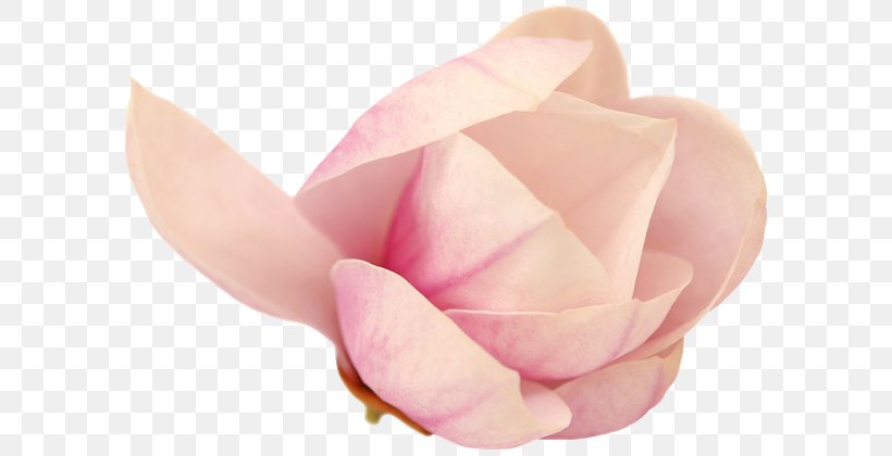 Garden Roses Cut Flowers Pink M Petal, PNG, 600x420px, Garden Roses, Close Up, Closeup, Cut Flowers, Flower Download Free