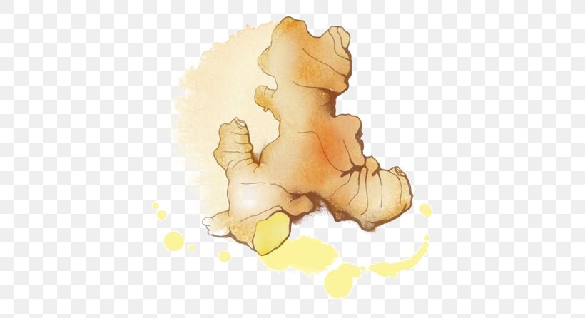 Ginger Cartoon Drawing Illustration, PNG, 564x446px, Ginger, Carnivoran, Cartoon, Condiment, Drawing Download Free