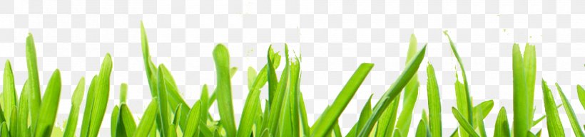 Grass, PNG, 1920x453px, Grass, Commodity, Drawing, Energy, Grass Family Download Free