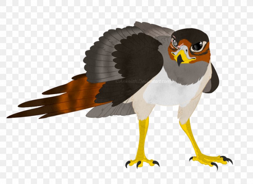 Hawk DeviantArt Bird Grey Parrot, PNG, 900x657px, Hawk, Animal, Art, Beak, Bird Download Free