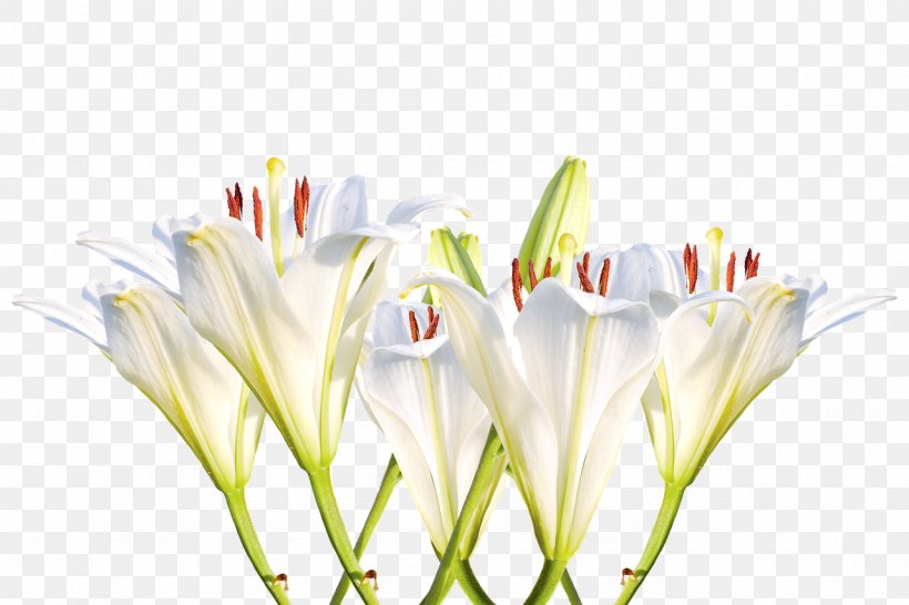 Image Cut Flowers White Clip Art, PNG, 1280x853px, Flower, Bud, Color, Cut Flowers, Flowering Plant Download Free