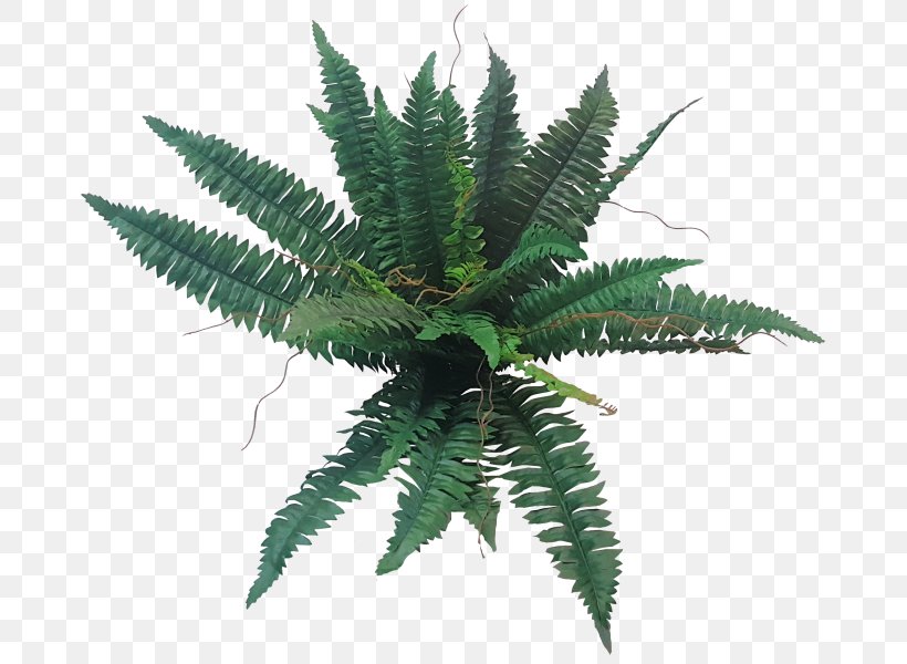 Sword Fern Flower Bouquet Houseplant Cycad, PNG, 800x600px, Fern, Boston, Cycad, Ferns And Horsetails, Flower Bouquet Download Free