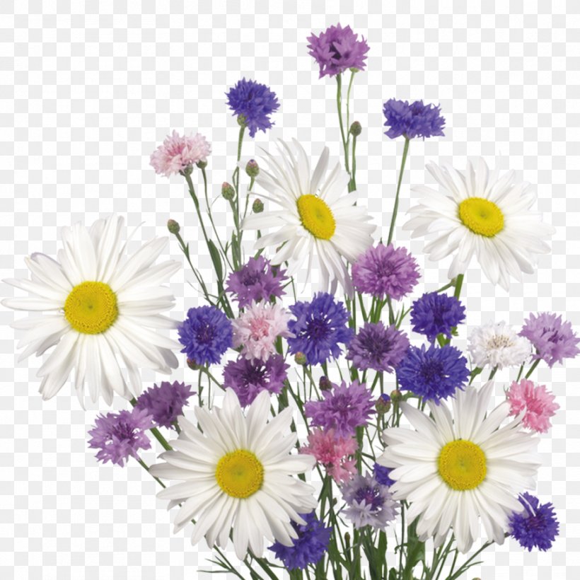 Butterfly Flower Common Daisy, PNG, 908x909px, Butterfly, Annual Plant, Aster, Chamaemelum Nobile, Chamomile Download Free