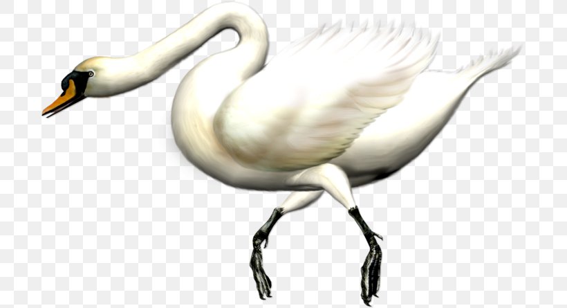Cygnini Swan Goose Duck Domestic Goose, PNG, 699x445px, Cygnini, Anatidae, Animal, Anseriformes, Beak Download Free