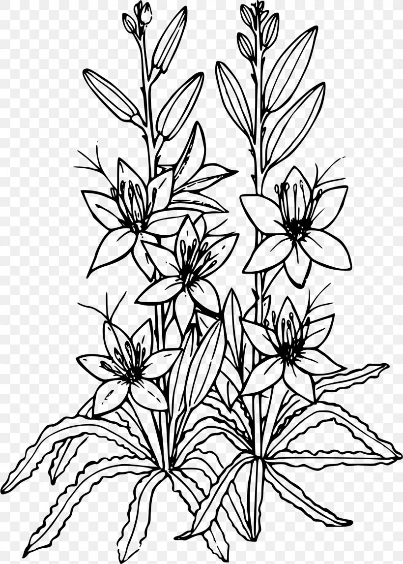 Desert Easter Lily Drawing Clip Art, PNG, 1717x2400px, Desert, Art, Black And White, Branch, Cactaceae Download Free