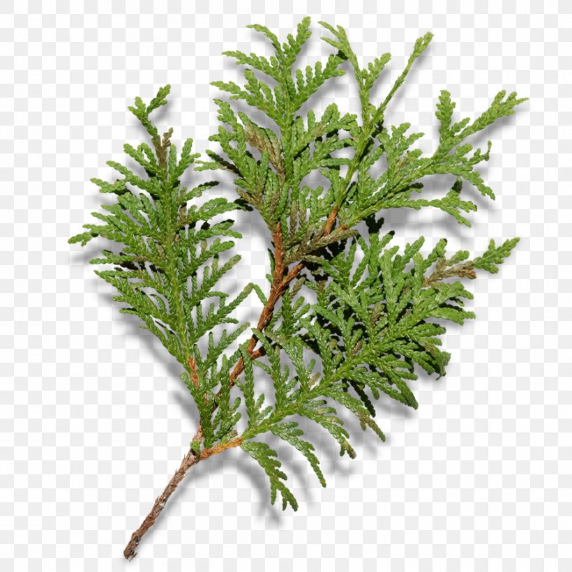 Christmas Tree Fir Branch, PNG, 900x900px, Fir, Branch, Conifer, Conifers, Cupressus Download Free