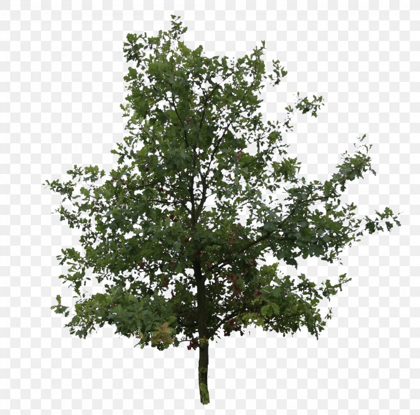 English Oak Southern Live Oak Tree Northern Red Oak Plant