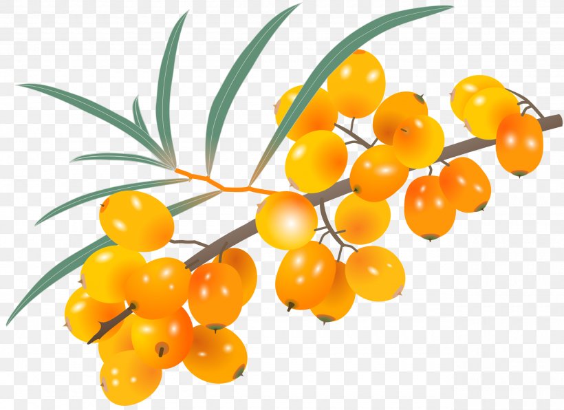 Image Clip Art Design Illustration, PNG, 2560x1863px, Seaberry, Drawing, Food, Fruit, Hippophae Download Free