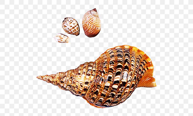 Cockle Seashell Sea Snail Clam Conchology, PNG, 600x492px, Cockle, Clam, Conch, Conchology, Sea Download Free