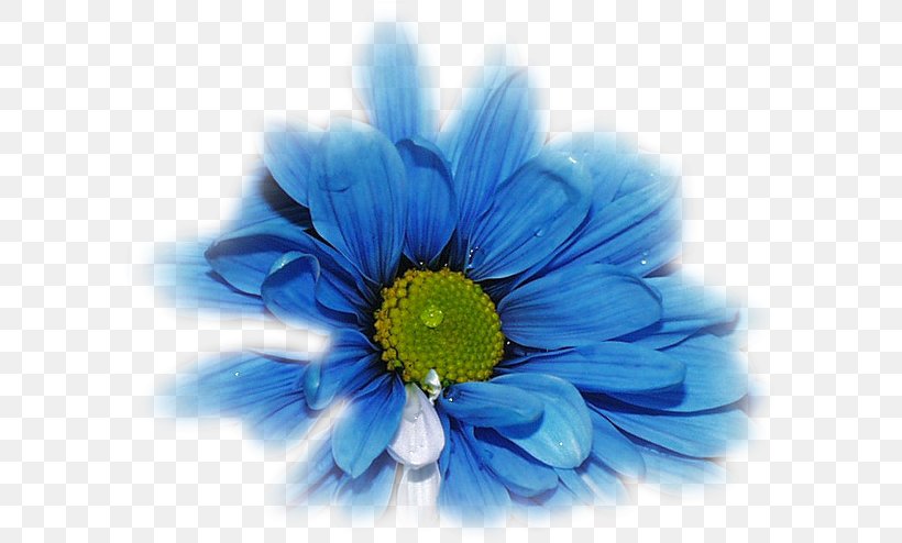Flower TinyPic Blue Rose Desktop Wallpaper, PNG, 595x494px, Flower, Birthday, Blue, Blue Rose, Chrysanths Download Free