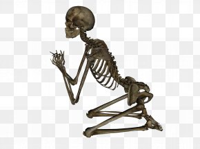 Skeleton Image - Human Skeleton DeviantArt Stock Photography PNG