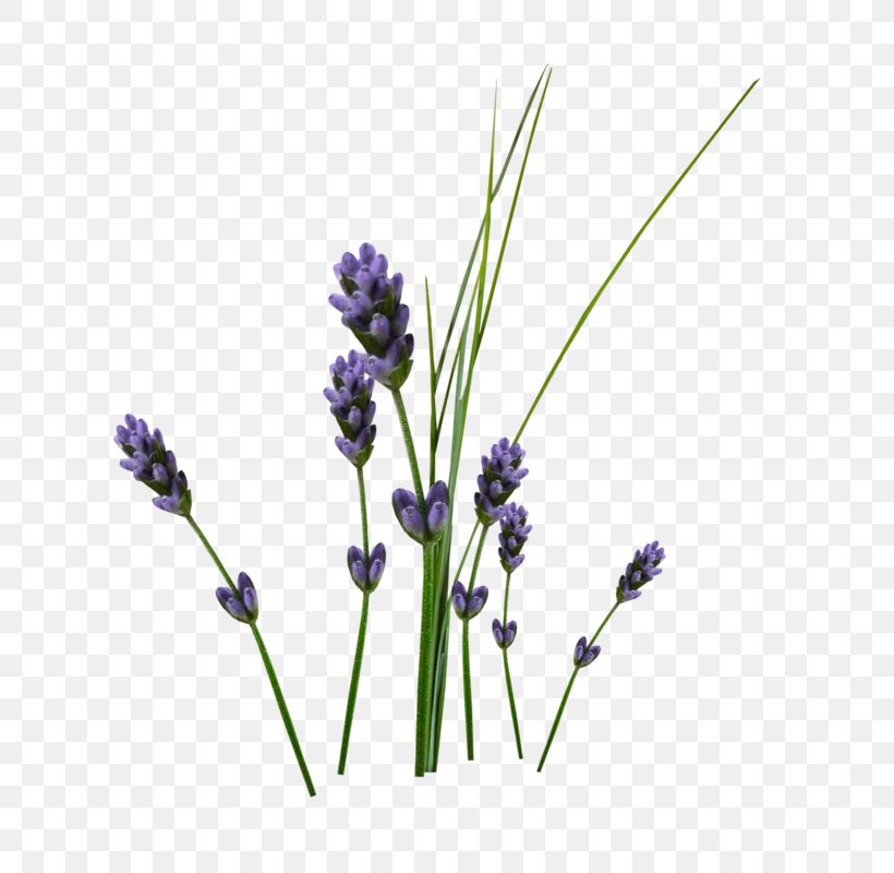 Lily Flower Cartoon, PNG, 797x800px, English Lavender, Artificial Flower,  Egyptian Lavender, Fernleaf Lavender, Flower Download Free