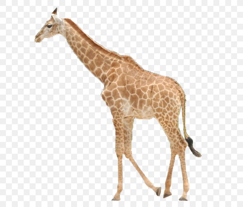 Northern Giraffe Icon, PNG, 700x700px, Northern Giraffe, Animal, Fauna, Giraffe, Giraffidae Download Free