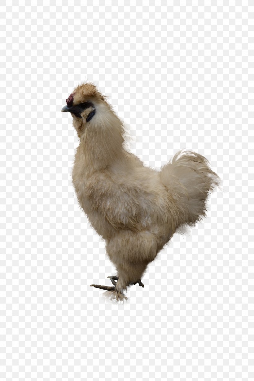 Roast Chicken Chicken Meat Chicken Salad Chicken Sandwich, PNG, 2304x3456px, Chicken, Beak, Bird, Chicken Fingers, Chicken Karahi Download Free