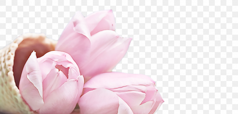 Spring, PNG, 1920x924px, Spring, Blossom, Chinese Peony, Common Peony, Flower Download Free