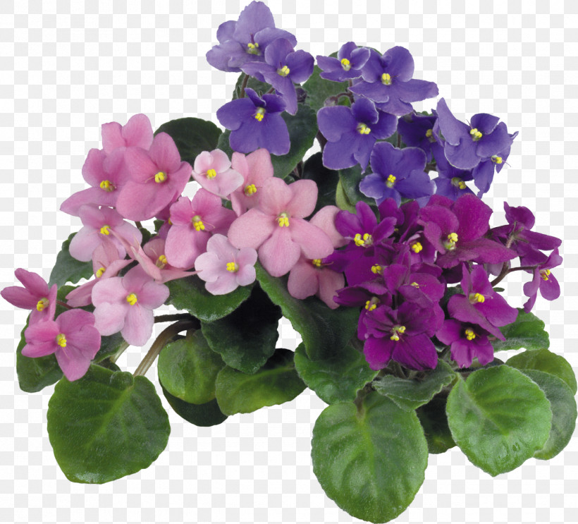 Violet Magazin "udachnyy" Tangible Good Service Houseplant, PNG, 1323x1200px, Violet, African Violets, Annual Plant, Fertilizer, Flower Download Free