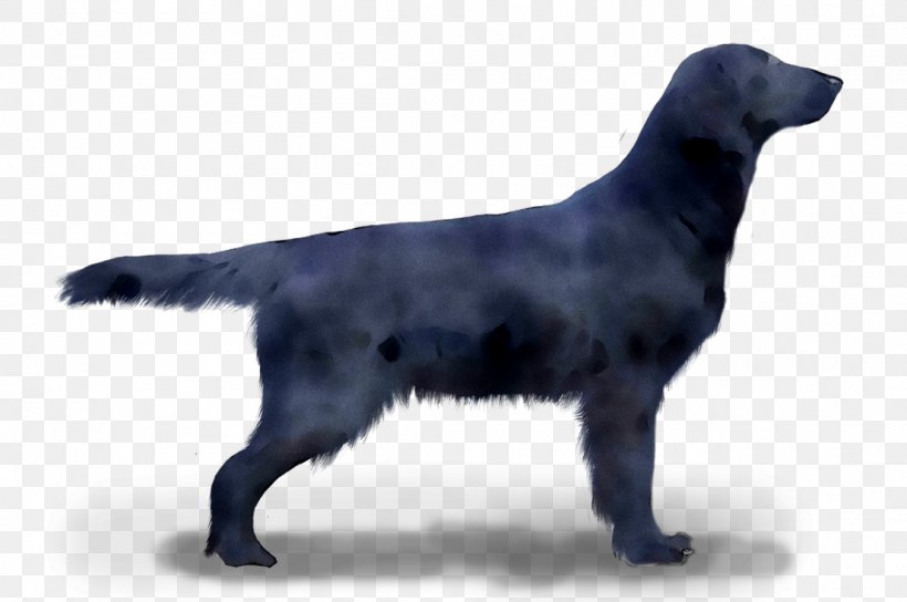 Flat-coated Retriever Labrador Retriever Dog Breed Borador, PNG, 1106x734px, Flatcoated Retriever, Borador, Breed, Canidae, Carnivore Download Free