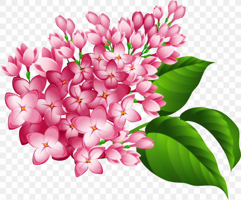 Flower Pink Petal Lilac Plant, PNG, 1236x1027px, Flower, Cut Flowers, Lilac, Petal, Pink Download Free