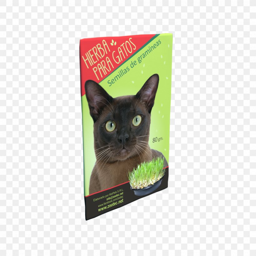 Korat Kitten Whiskers Dog Food, PNG, 2000x2000px, Korat, Black Cat, Burmese, Cat, Cat Like Mammal Download Free