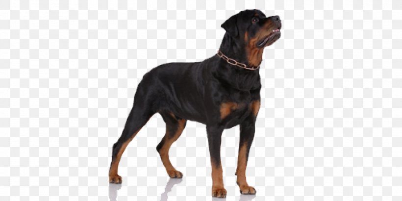 Dog Rottweiler Working Dog Austrian Black And Tan Hound Companion Dog, PNG, 1500x750px, Dog, Austrian Black And Tan Hound, Companion Dog, Rottweiler, Working Dog Download Free