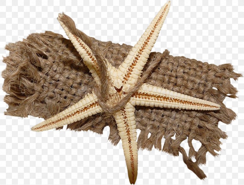 Rope Clip Art, PNG, 1592x1206px, Rope, Blog, Hemp, Invertebrate, Marine Invertebrates Download Free