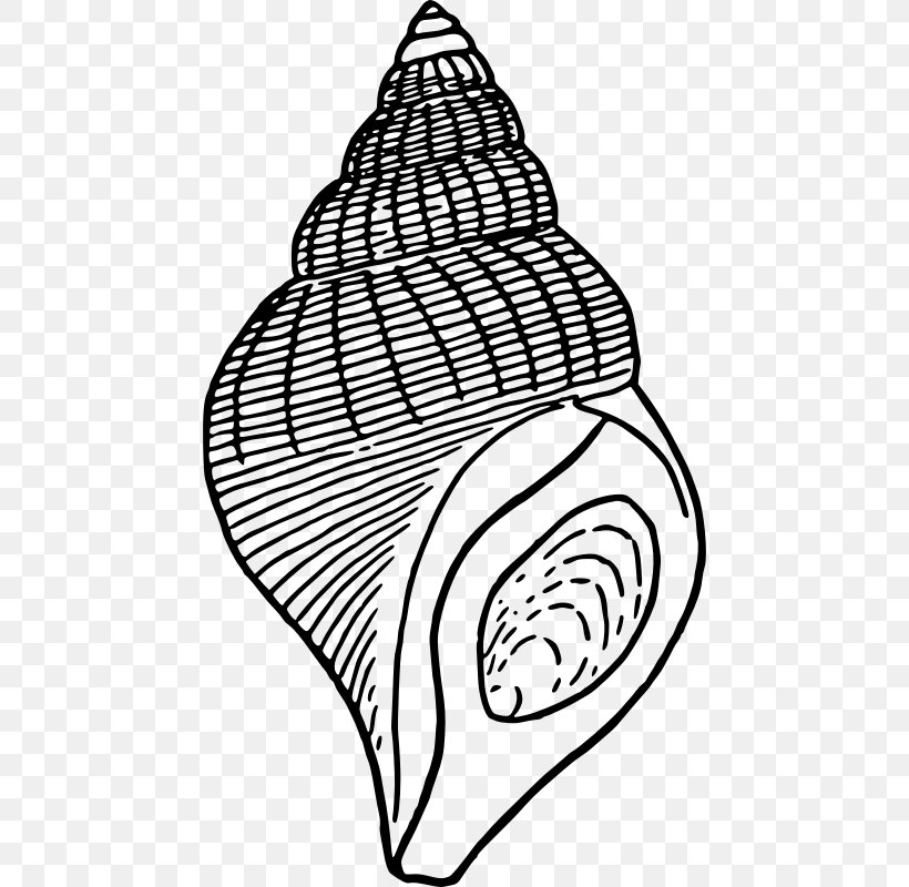 Seashell Drawing Clip Art, PNG, 454x800px, Seashell, All Rights Reserved, Area, Artwork, Black Download Free