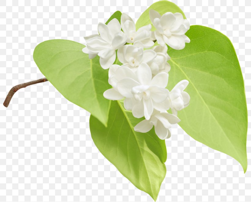 Lilac Flower Photography Clip Art, PNG, 800x661px, Lilac, Flower, Jasmine, Photography, Plant Download Free