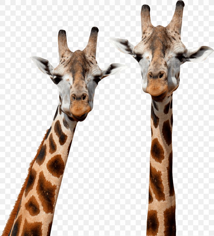 Northern Giraffe Stock Photography Mammal Masai Giraffe, PNG, 860x945px, Watercolor, Cartoon, Flower, Frame, Heart Download Free