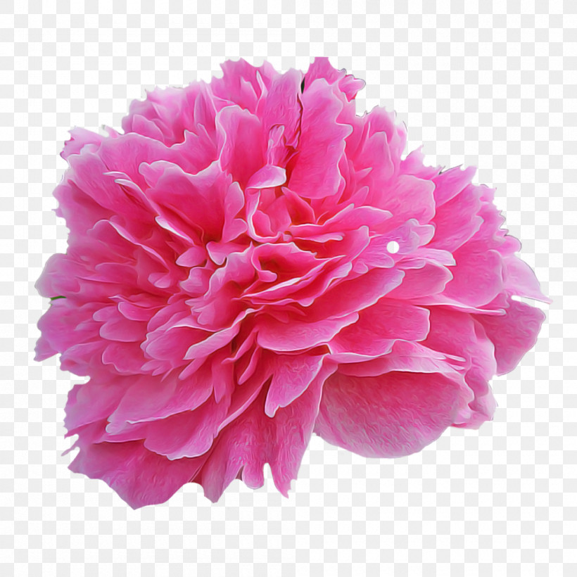 Pink Flower Petal Common Peony Plant, PNG, 1000x1000px, Pink, Carnation, Chinese Peony, Common Peony, Cut Flowers Download Free