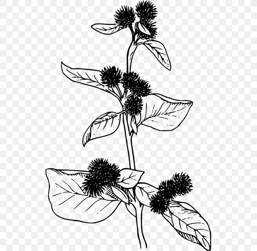 Greater Burdock Clip Art, PNG, 529x800px, Greater Burdock, Artwork, Black And White, Branch, Burdock Download Free