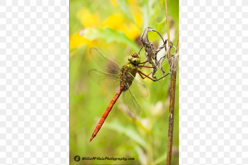 Insect Dragonfly Invertebrate Pest Arthropod, PNG, 1200x797px, Insect, Arthropod, Dragonflies And Damseflies, Dragonfly, Grass Download Free