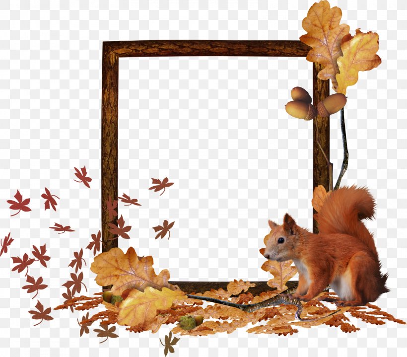 Squirrel Fauna Picture Frames Wildlife Tail, PNG, 1600x1404px, Squirrel, Branch, Fauna, Mammal, Organism Download Free