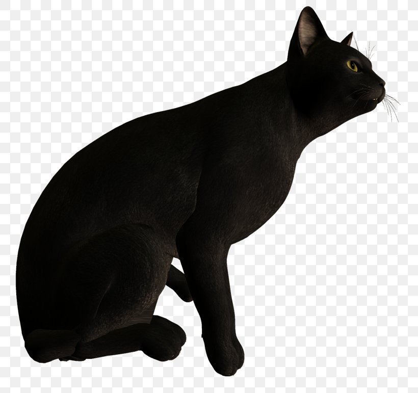 Black Cat Bombay Cat Malayan Cat Korat Domestic Short-haired Cat, PNG, 800x771px, Black Cat, Asian, Black, Bombay, Bombay Cat Download Free