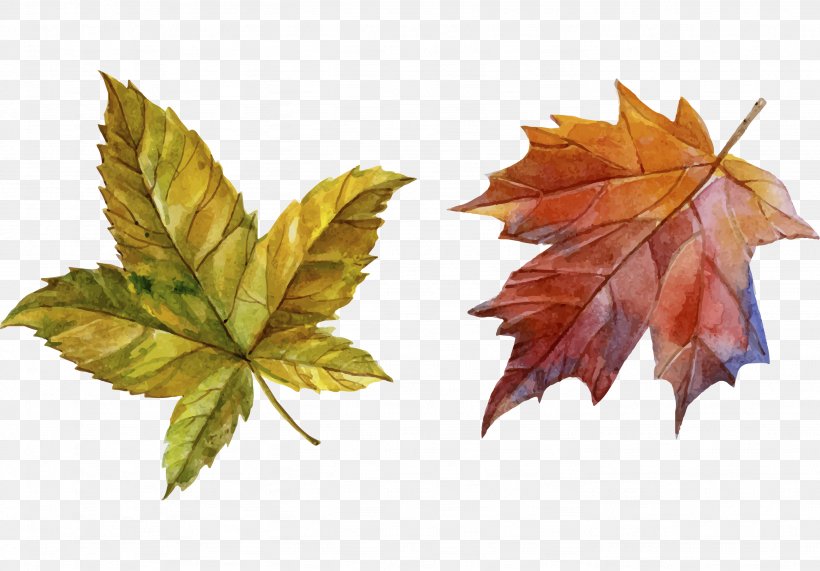 Download Autumn, PNG, 2868x2000px, Drawing, Art, Autumn, Autumn Leaf Color, Botanical Illustration Download Free