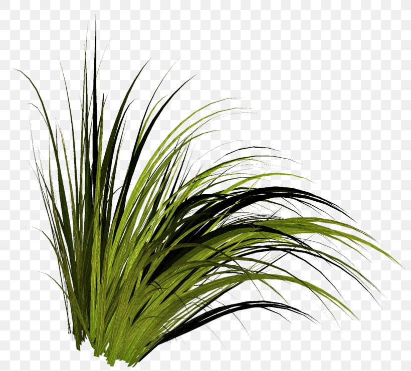 Chrysopogon Zizanioides Grass Herb, PNG, 800x741px, Plant, Chrysopogon Zizanioides, Digital Image, Flower, Flower Garden Download Free