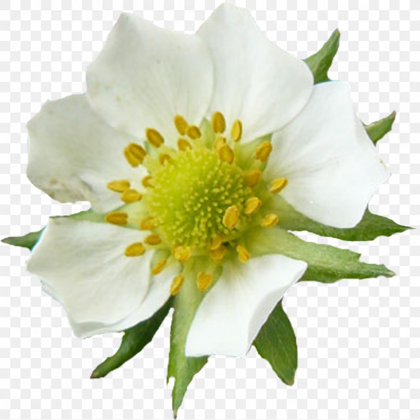 Flower White Royalty-free Clip Art, PNG, 998x1000px, Flower, Anemone, Cut Flowers, Floral Design, Flower Bouquet Download Free