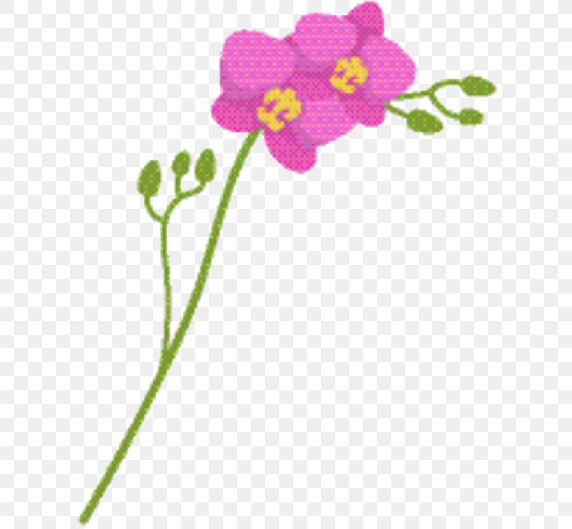 Pink Flower Cartoon, PNG, 618x759px, Moth Orchids, Annual Plant, Botany, Cut Flowers, Family Download Free